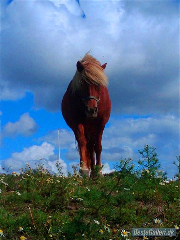 Islænder Fjóla fra freersvang  - du er min stjerne:) billede 7
