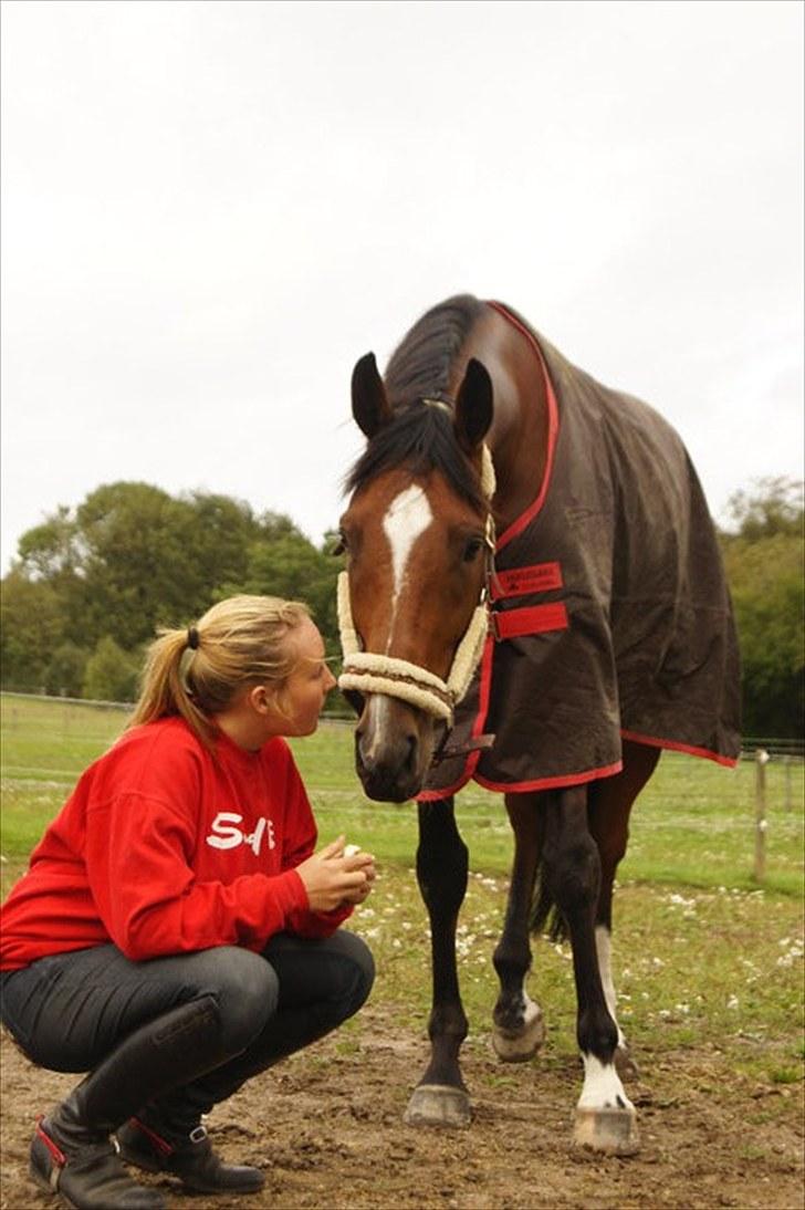 Dansk Varmblod Fly me 2 the moon* solgt til USA* billede 17