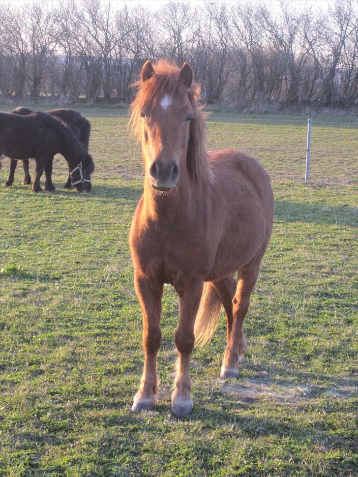 Anden særlig race Emil - Drømmen..<3 Savnet<3;D - EMIL<3 billede 7