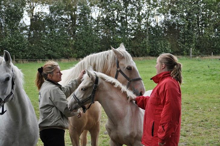 Frederiksborg Theis Toftedal billede 2