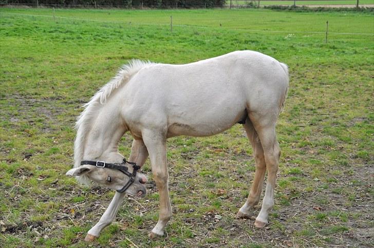 Frederiksborg Theis Toftedal billede 3