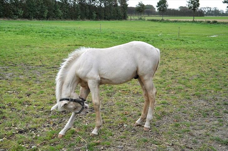 Frederiksborg Theis Toftedal billede 4