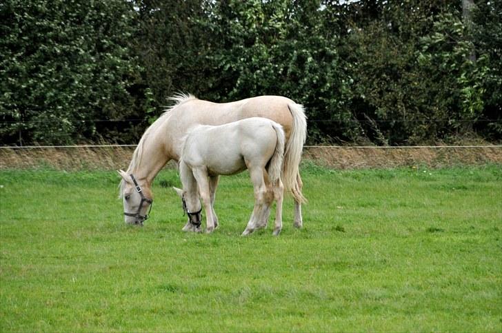 Frederiksborg Theis Toftedal billede 5