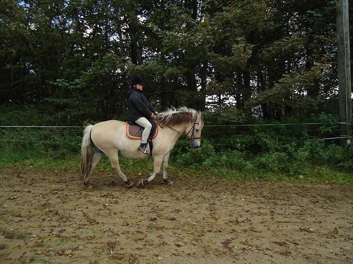 Fjordhest Gazall Tyler *Himmelhest d. 13/9 2011* billede 12