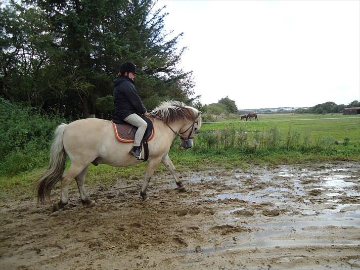 Fjordhest Gazall Tyler *Himmelhest d. 13/9 2011* billede 13