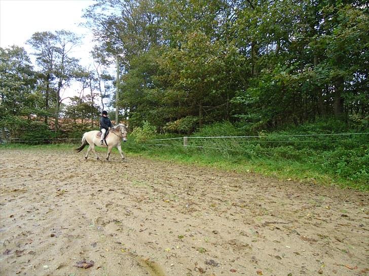 Fjordhest Gazall Tyler *Himmelhest d. 13/9 2011* billede 14