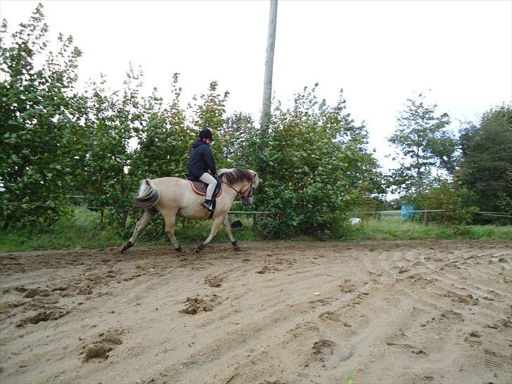 Fjordhest Gazall Tyler *Himmelhest d. 13/9 2011* billede 15