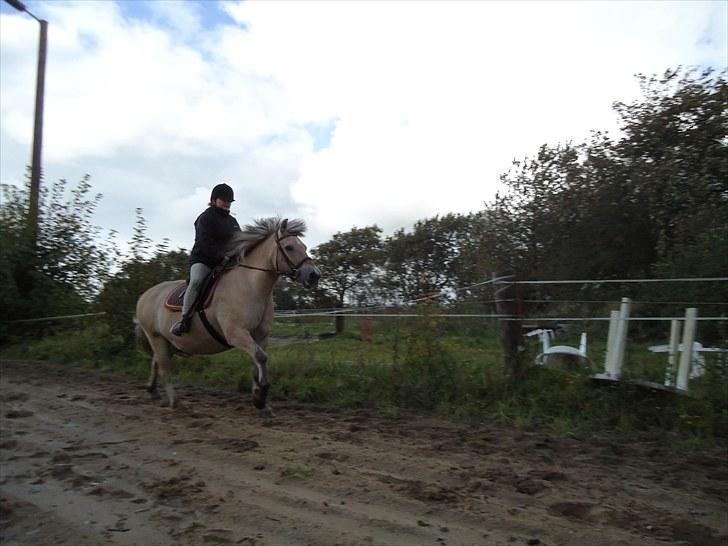 Fjordhest Gazall Tyler *Himmelhest d. 13/9 2011* billede 16