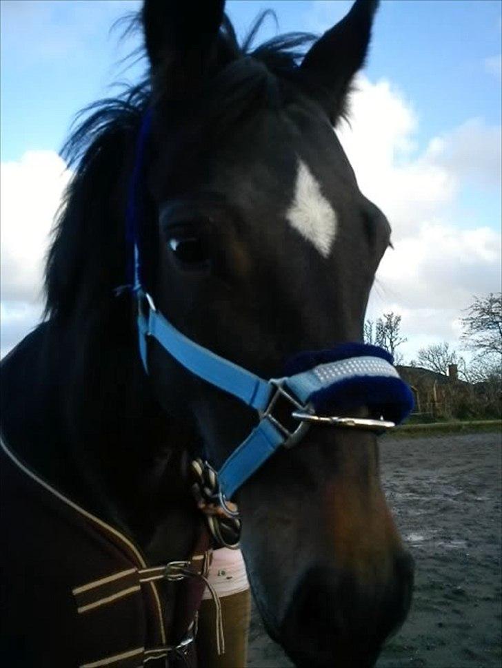 Anden særlig race Lamia  - b. 5 - Lamia .. så sød , så sød :-) billede 5