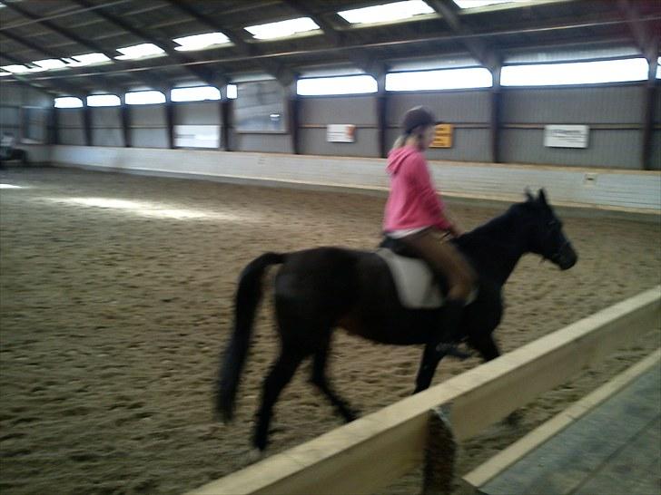 Anden særlig race Lamia  - b. 6 - dejlige tøs. billede 6