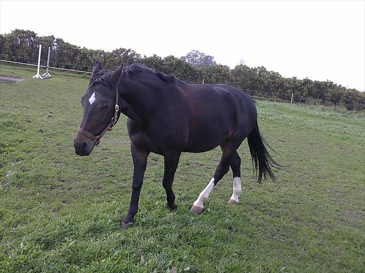 Anden særlig race Lamia  - b. 7 - tykke lamia.. billede 7
