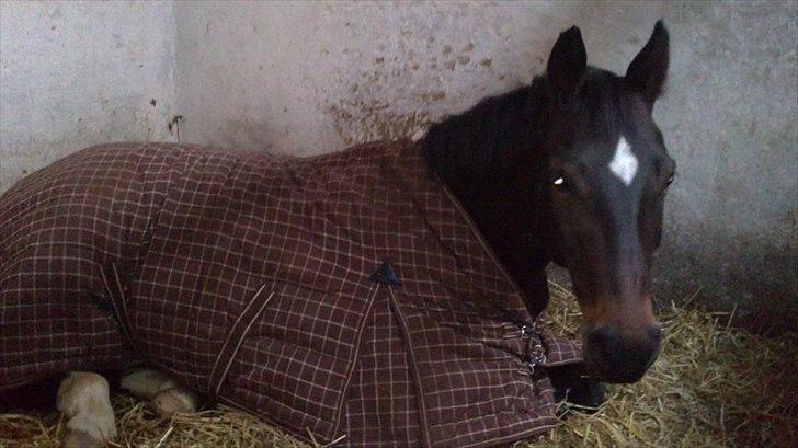 Anden særlig race Lamia  - b. 8 - tager lige en slapper ;-) billede 8