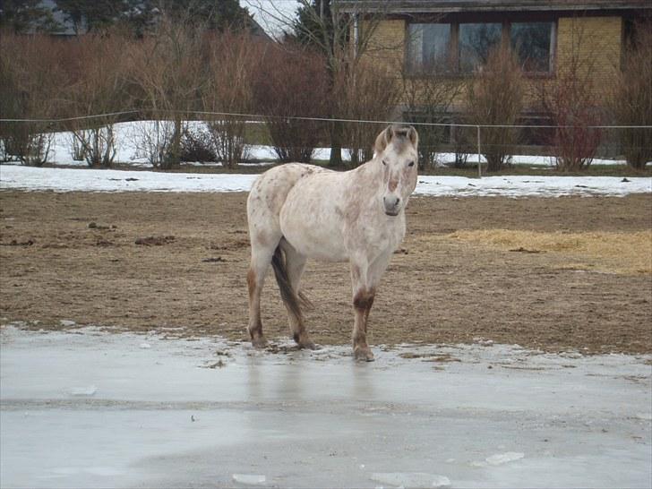 Anden særlig race »Philippa<3 »Gammel part. - NYT! Smukke :-*<3. 7/3-10. billede 20