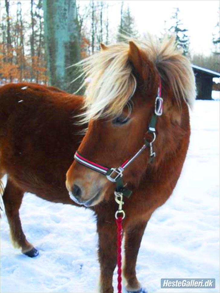 Islænder Fjóla fra freersvang  - på tur i skoven i vinters 2009:) billede 8