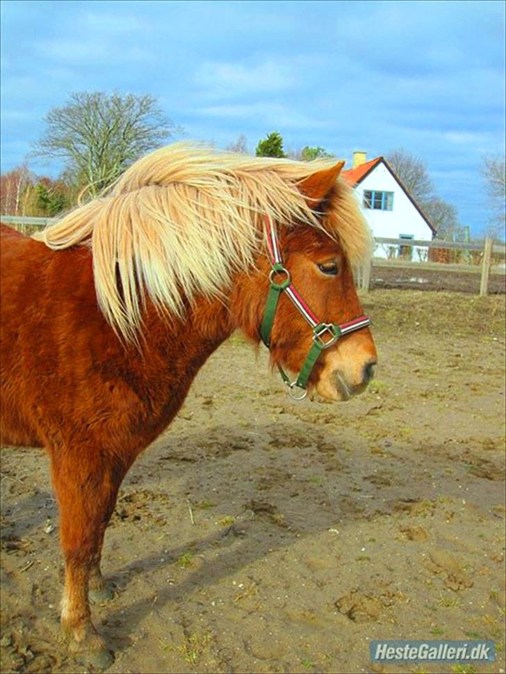 Islænder Fjóla fra freersvang  - på banen:) billede 9