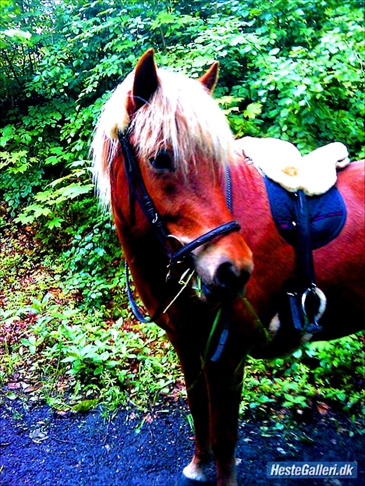 Islænder Fjóla fra freersvang  - på skovtur:) billede 10