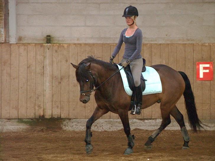 New Forest Lilholts Figo SOLGT billede 11