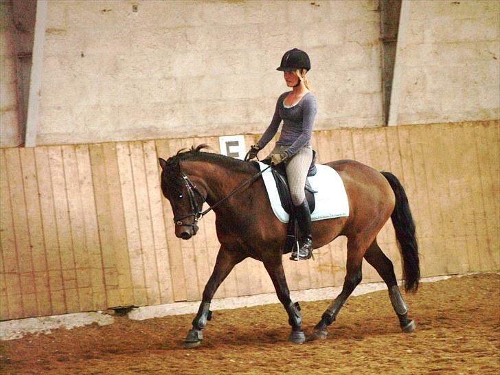 New Forest Lilholts Figo SOLGT billede 12