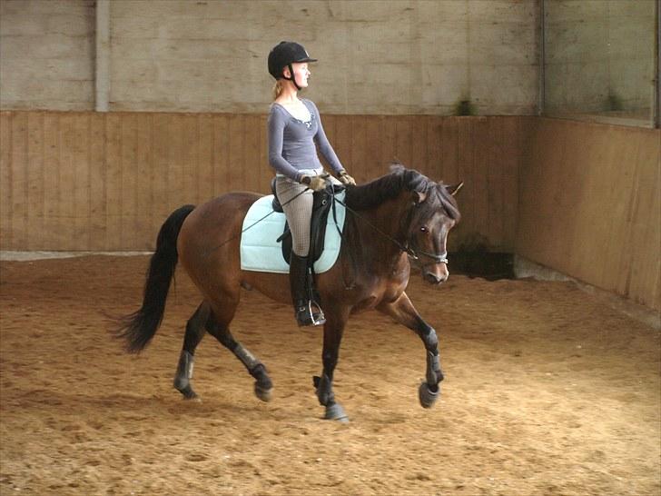 New Forest Lilholts Figo SOLGT billede 13