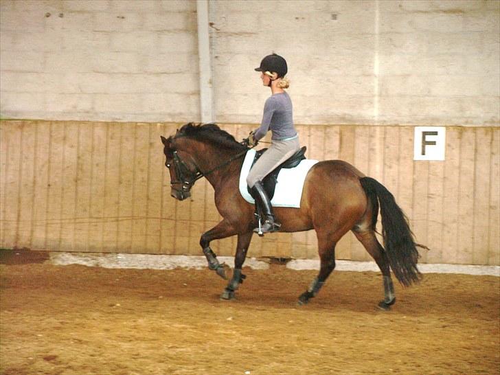 New Forest Lilholts Figo SOLGT billede 14