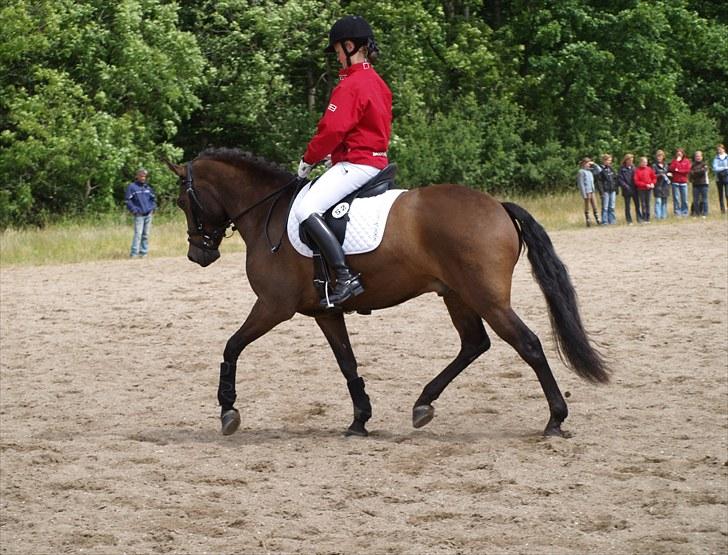 New Forest Lilholts Figo SOLGT billede 15