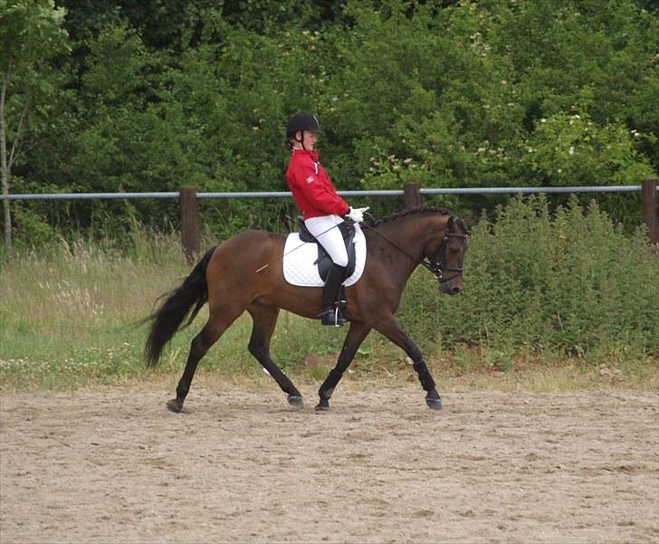 New Forest Lilholts Figo SOLGT billede 16