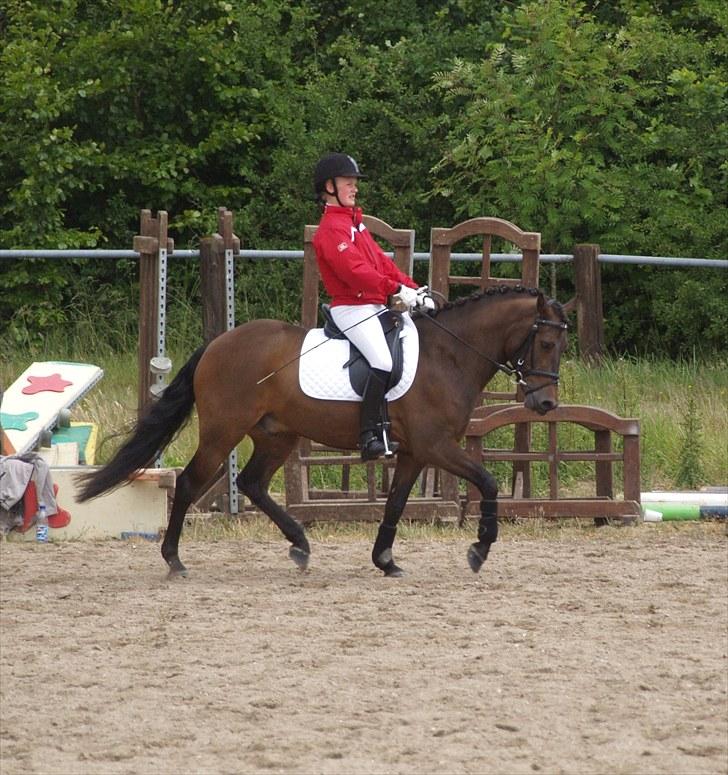 New Forest Lilholts Figo SOLGT billede 17
