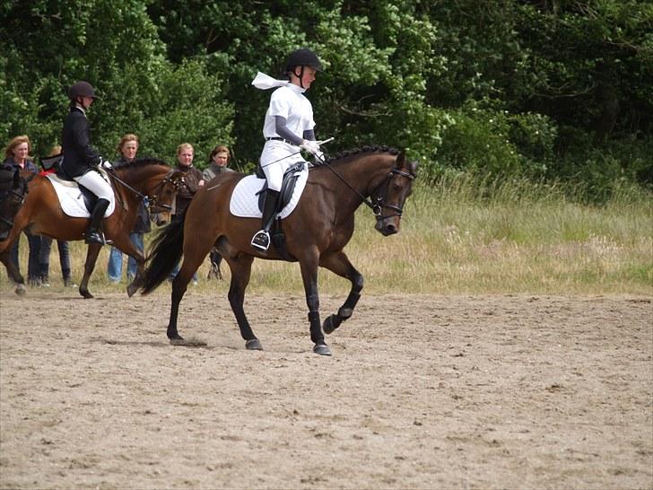New Forest Lilholts Figo SOLGT billede 18