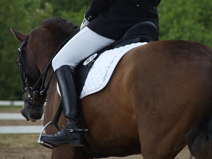New Forest Lilholts Figo SOLGT billede 19
