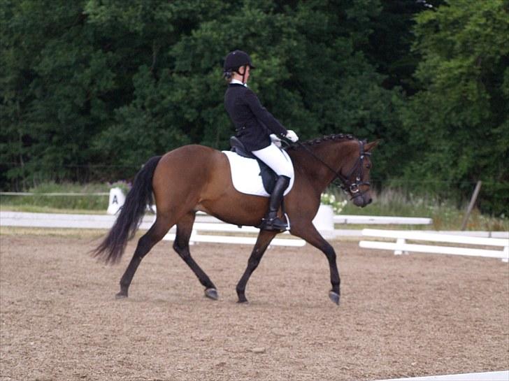 New Forest Lilholts Figo SOLGT billede 20