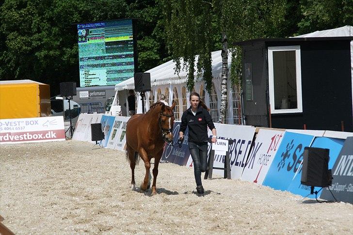 Hollandsk Sportspony Lasco A-pony  (SOLGT)  - Vet-tjek til internatianalt CDI stævne i Parken :) billede 4