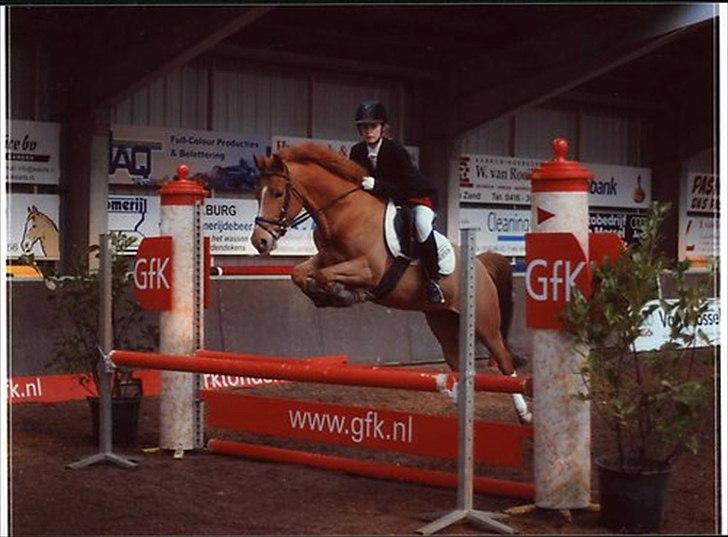 Hollandsk Sportspony Lasco A-pony  (SOLGT)  - unge Lasco som springpony i Holland billede 5