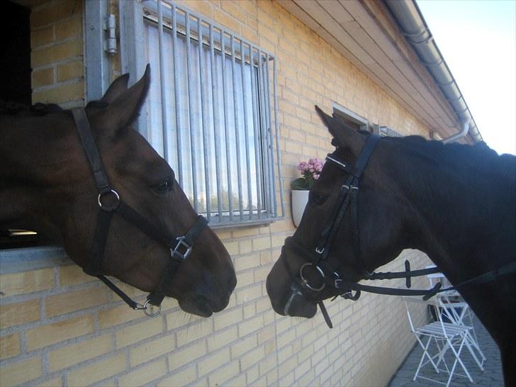 New Forest Egeballes Ofelia  billede 10