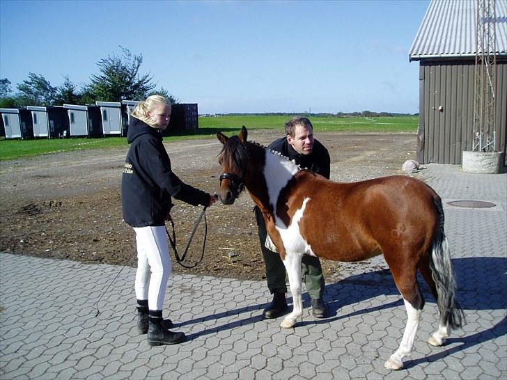 Pinto Flødekjærgårds Frøya PIN  billede 18