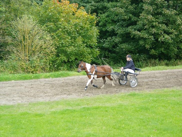 Pinto Flødekjærgårds Frøya PIN  billede 19