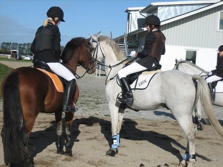Anden særlig race (HalvPart) Erik (;' billede 10