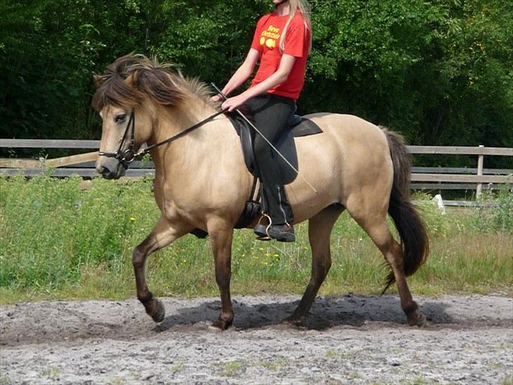 Islænder sóley fra Dalgård billede 18