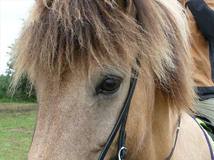 Islænder sóley fra Dalgård billede 19