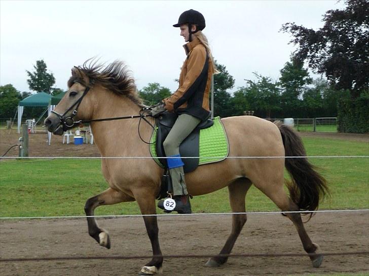 Islænder sóley fra Dalgård billede 20