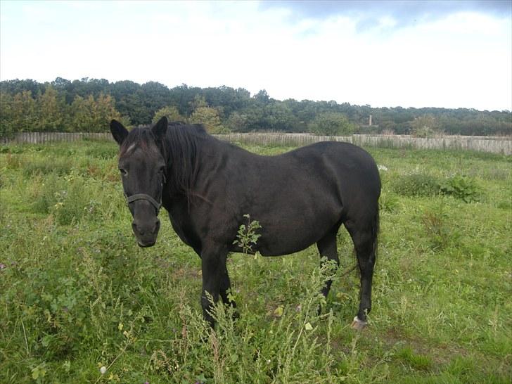 Anden særlig race Bella - Bella på fold<3 billede 12