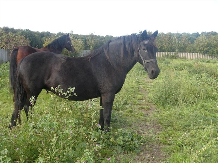 Anden særlig race Bella - Tøsen<3 billede 14