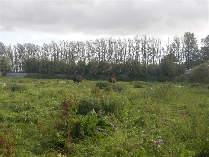Anden særlig race Bella - Fuld galop xD billede 18