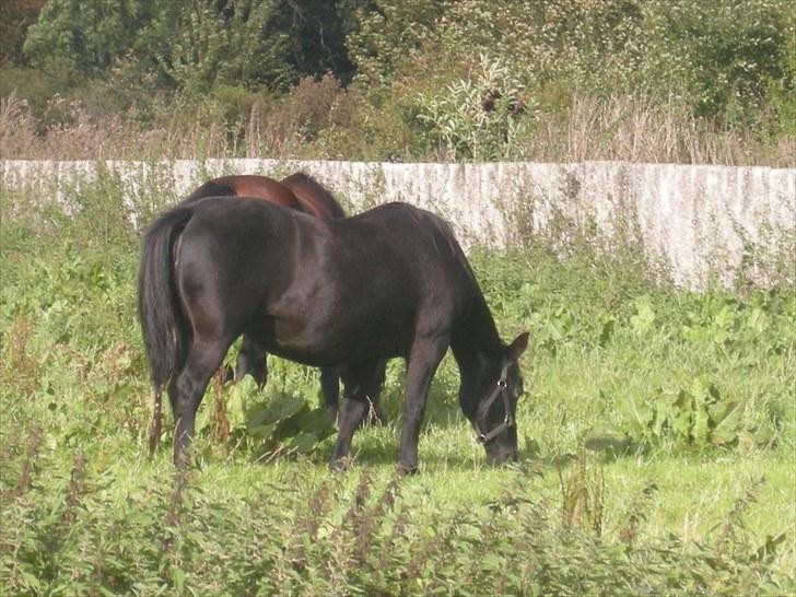 Anden særlig race Bella - Smukke dame<3 billede 19