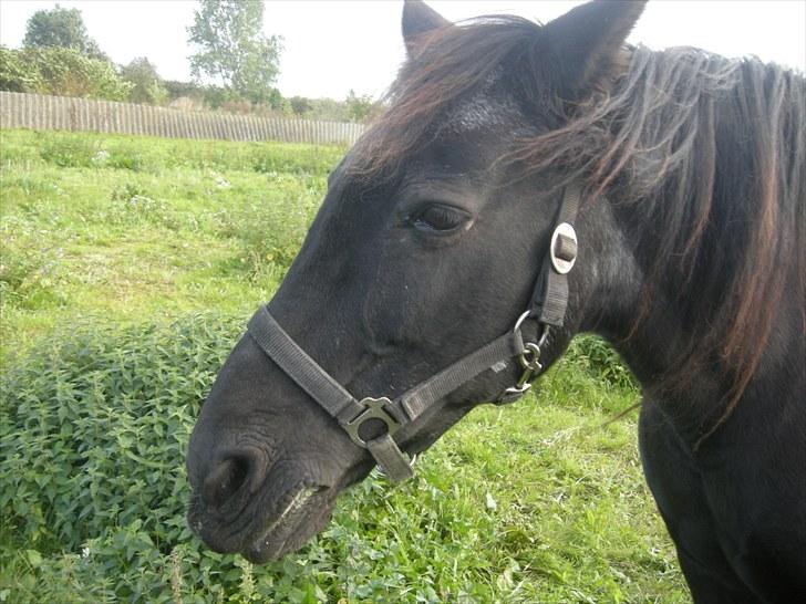 Anden særlig race Bella - Den gamle dame<3 billede 20