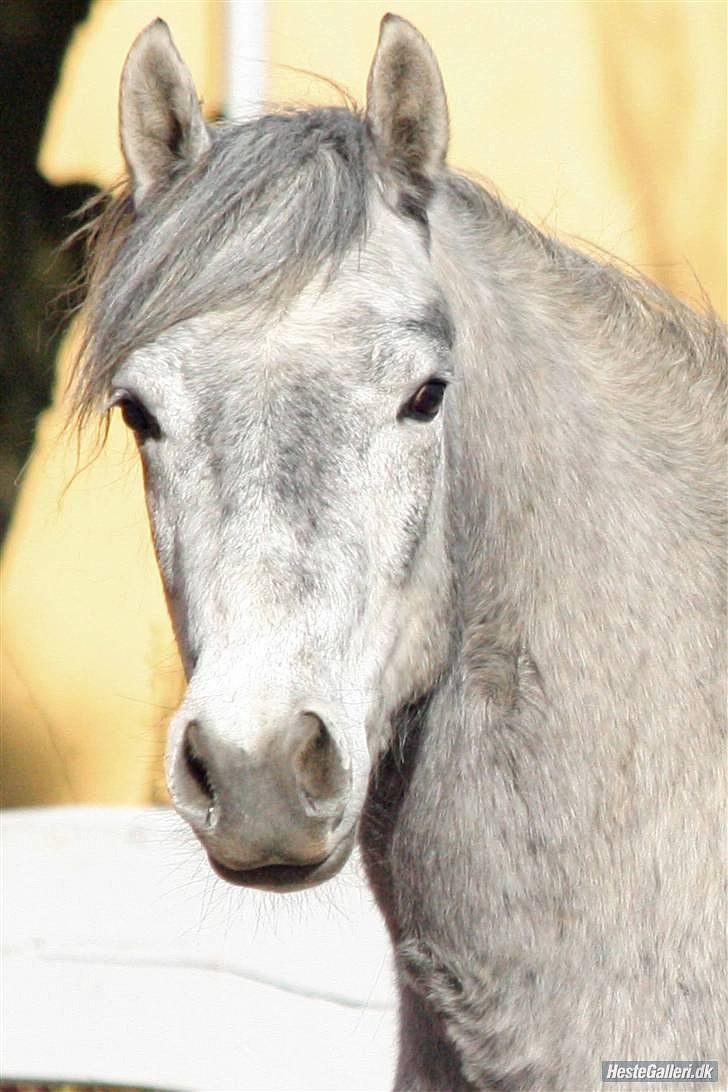Connemara WILLMA - Smukke mig billede 9
