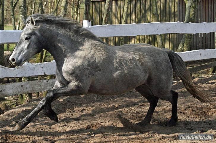 Connemara WILLMA - Det her gider jeg  billede 11