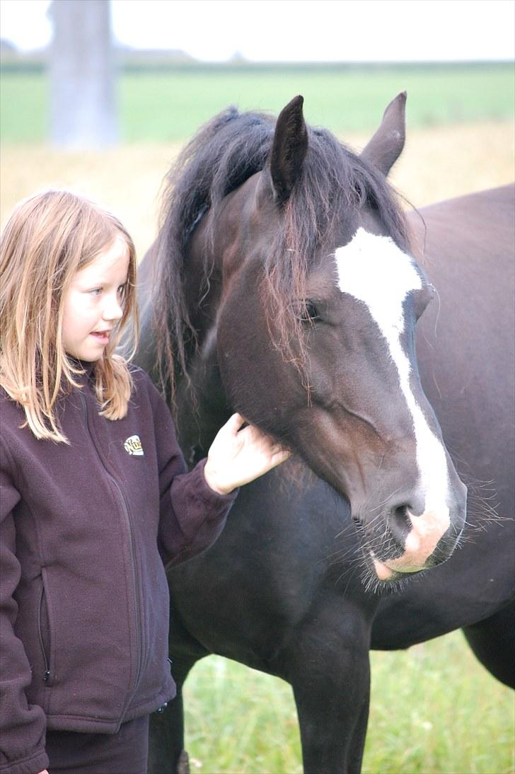 Welsh Cob (sec D) Valhallas Evita billede 1