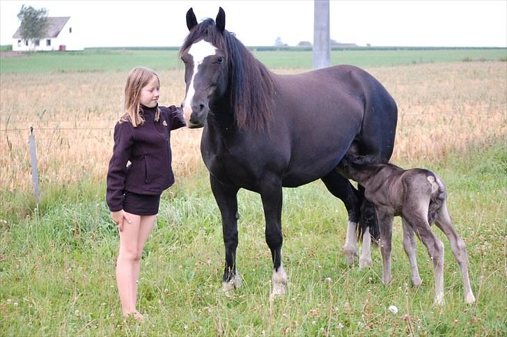 Welsh Cob (sec D) Valhallas Evita - Kun få timer efter Evita har fået hendes første føl - og alligevel har hun overskud til at stå model og blive nusset. billede 2
