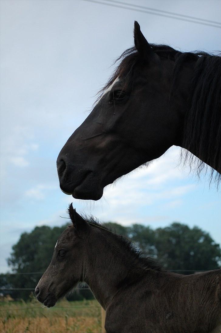 Welsh Cob (sec D) Valhallas Evita billede 3