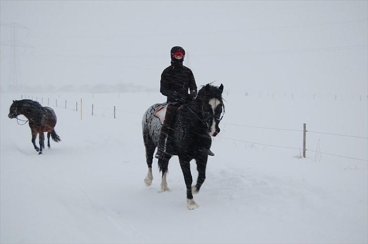 Welsh Cob (sec D) Valhallas Evita - Tænk at der kan sne så meget, at man kun kan komme igennem på hesteryg! billede 4